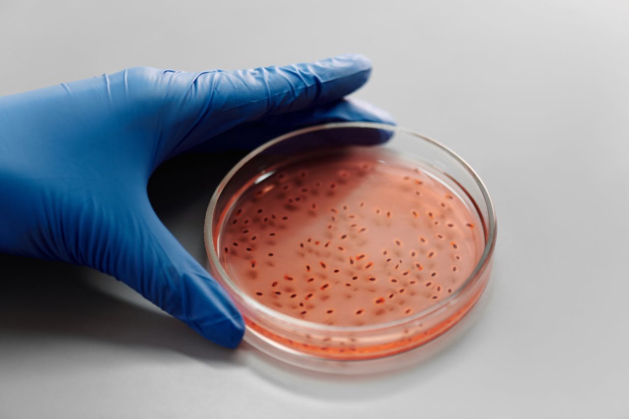 Close-up of a gloved hand holding a bacteria culture in a petri dish for laboratory analysis.